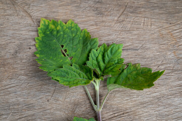 Patchouli is a plant that is very popular in the world as a binding agent for perfume, Indonesian...