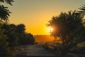 Trees Illuminated by Orange Sunset