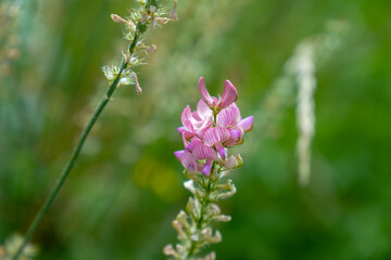 Spring landscape with poplars in Alcala de la Selva Teruel province Aragon Spain