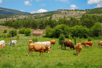 Fototapeta premium Spring landscape with cows in Alcala de la Selva Teruel province Aragon Spain