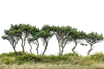 Fototapeta premium Group of trees standing tall amidst lush green grass