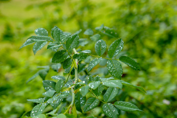 The Picos de Europa Peaks of Europe are a mountain range extending for about 20 km (12 mi), forming part of the Cantabrian Mountains in northern Spain