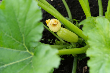 zucchini in the garden top view, farm products, zucchini organic vegetables