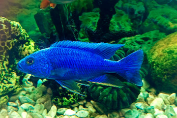 Malawi cichlid fish Copadichromis Azureus color in aquatium.
