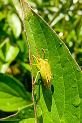 Green shield bug, stage nymph (Palomena prasina) on a green leaf. Close-up, selective focus, vertical photo.