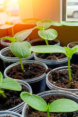 Young fresh seedling stands in plastic pots. cucumber plantation. cultivation of cucumbers in greenhouse. Cucumber seedlings. Selective focus.