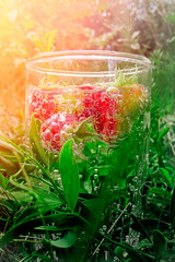 Red ripe raspberries in a glass with gin and tonic and mineral water. Refreshing drink.