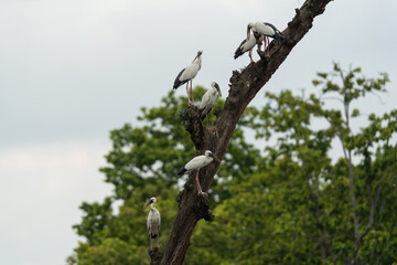 Asian Openbills are in their habitat. The Asian Openbill is a large wading bird in the stork family Ciconiidae.