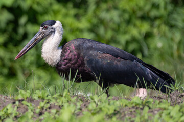 Asian Woolly-necked Stork foraging shots. The Asian Woolly-necked Stork is a striking bird with a distinctive woolly neck and black plumage.