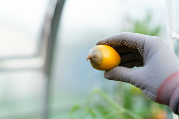 tomato disease, gardening problems, red ripe rotten tomatoes in hands, vegetables with phytophthora, crop loss