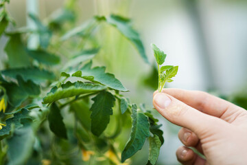 Close-up of tomatoes in the greenhouse, removal of stepchildren for a good harvest