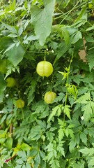 gr&uuml;ne Pflanze, Ballonrebe, Herzballon
