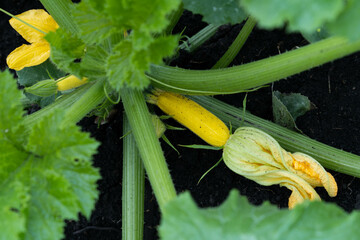 zucchini in the garden top view, farm products, zucchini organic vegetables