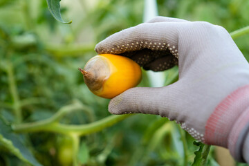 tomato disease, gardening problems, red ripe rotten tomatoes in hands, vegetables with phytophthora, crop loss