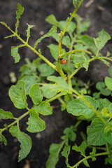 destroyed potato crop by the Colorado potato beetle, garden pest and eaten potato leaves, vertical photo