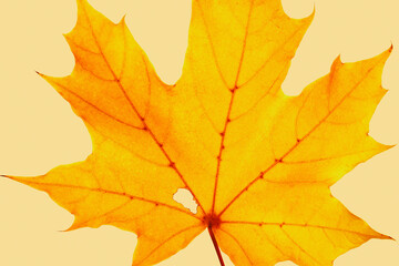 Autumn yellow leaf with veins texture, vivid colored maple tree leaf on beige background. Beautiful autumnal botanical still life scene, close up fall foliage minimal style aesthetic nature top view