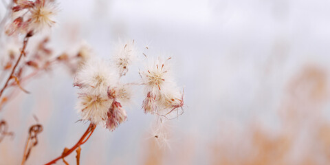 Beige blue nature scenery of fluffy seeds of wildflowers, natural texture background, autumn season banner. Closeup dry grass blue beige gradient color, natural botanical background, soft pastel color