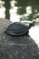 Obraz premium Special turtle, colorful head, Southeast Asian turtle in Lumpini Park, Bangkok