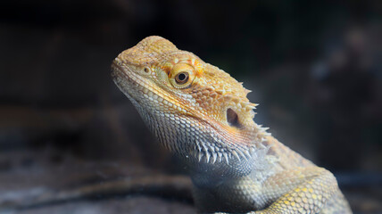 bearded dragon lizard
