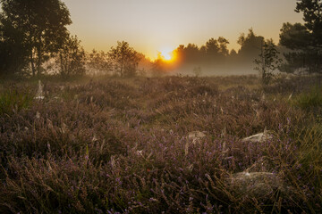 wschodzące słońce nad wrzosowiskiem © pinus25