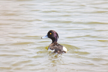 Tufted Duck Gracefully Navigating the Waters