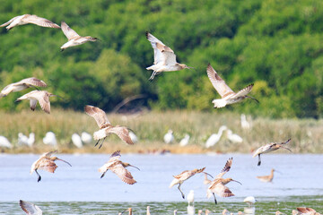 Curlews Migrating at Mai Po Natural Reserve in Hong Kong