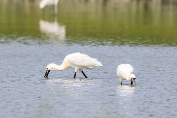 Black-faced Spoonbill Hunting: A Graceful Predator in Action