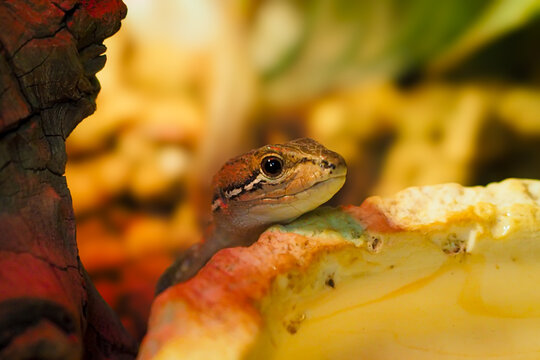 カナヘビ Images – Browse 631 Stock Photos, Vectors, and Video