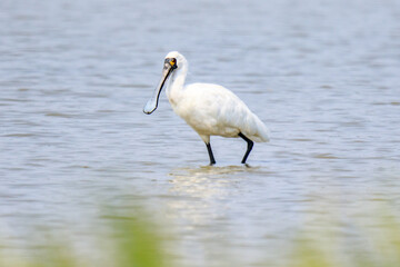 Close-Up of Black-Faced Spoonbill with Breeding Plumage Standing in Water, Mai Po Natural Reserve, Hong Kong