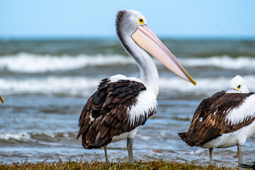 Pelicans at the seaside