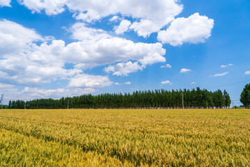 Wheat is growing in the field ,The wheat fields are under the blue sky and white clouds