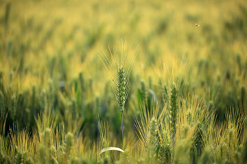 Wheat is growing in the field ,The wheat fields are under the blue sky and white clouds