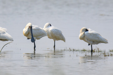 A Flock of Black-faced Spoonbills in Breeding Plumage Interact on the Water's Edge