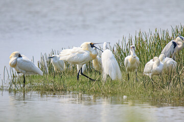 Group of Black Faced Spoonbills in Breeding Plumage Near Water