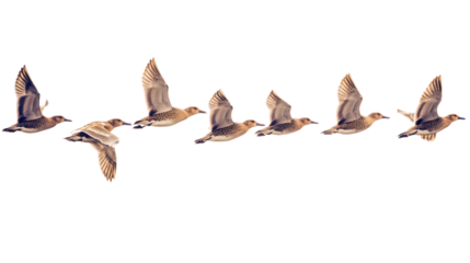 Flocking Birds in Flight Isolated on Black Background