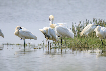 Obraz premium A Flock of Black-faced Spoonbills in Breeding Plumage Interact on the Water's Edge