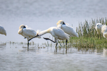 Black-Faced Spoonbills Resting in Wetland Habitat at Evening Time, Mai Po Natural Reserve, Hong Kong