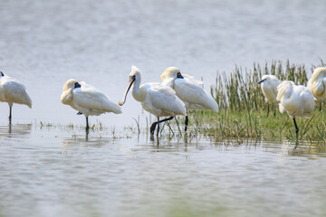 A Flock of Black-faced Spoonbills in Breeding Plumage Interact on the Water's Edge

