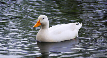 little white duck swimming in rippled water