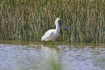 Black Faced Spoonbill in Breeding Plumage Standing in Water
