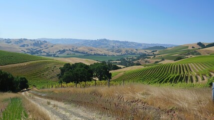 Naklejka premium hills and vineyard wallpaper