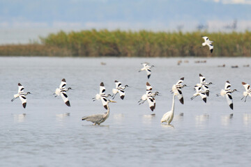 Pied Avocet Flock in Wetland Habitat with Other Wading Birds