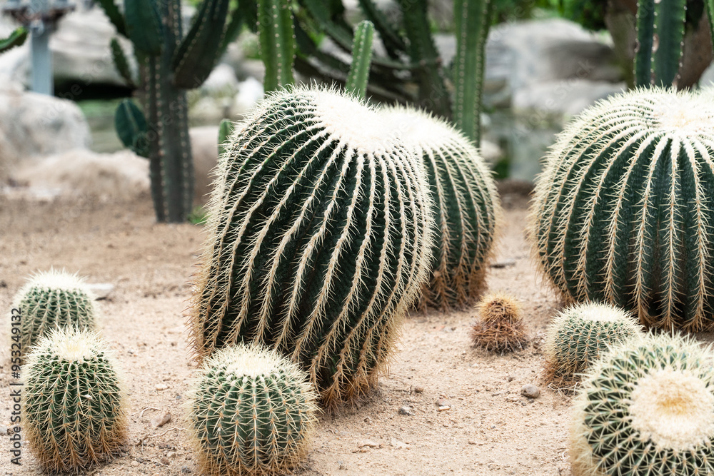 Wall mural cactus in garden