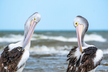 Pelicans at the seaside
