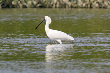 Obraz premium Close-Up of Black-Faced Spoonbill with Breeding Plumage Standing in Water, Mai Po Natural Reserve, Hong Kong