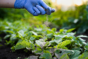 a woman's hand sprinkles ash on a radish sprout, crop protection from midges and fertilizer for the crop, ash for plants