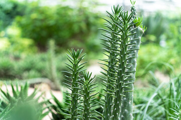 succulent plant in garden