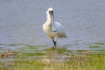 Black Faced Spoonbill in Breeding Plumage Standing in Water