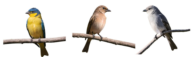 Fototapeta premium Three birds standing on tree branches in a transparent background