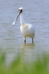 Black Faced Spoonbill in Breeding Plumage Standing in Water